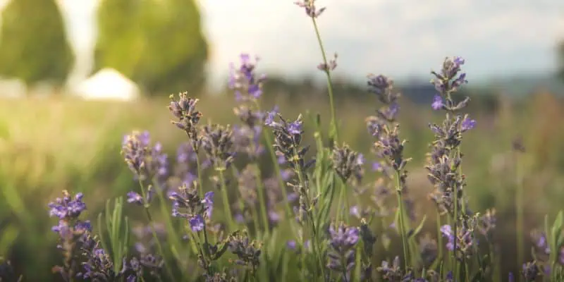 light purple wild flowers in a grass field