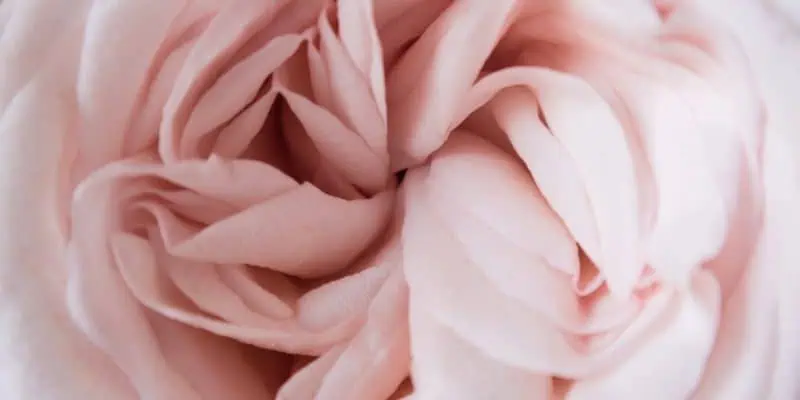 pink fabric gathered into a flower pattern