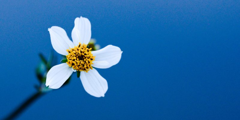 closeup of white flower - Votiva - Benefits of Pelvic Health and Feminine Care page