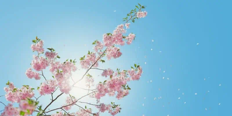 branch of pink flowers with blue sky - Testosterone Boosts Sexual Well-Being in Older Women page