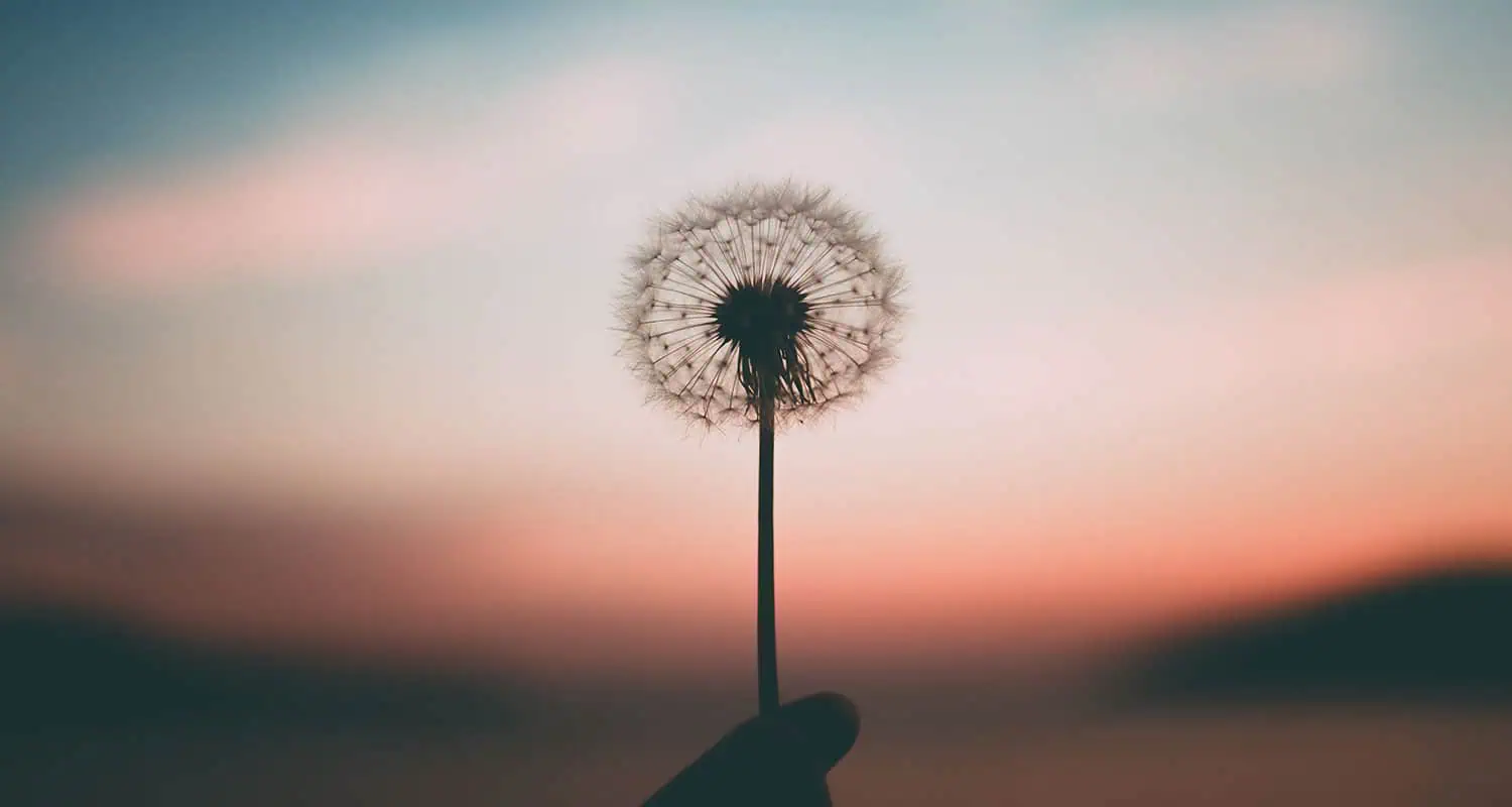 dandelion